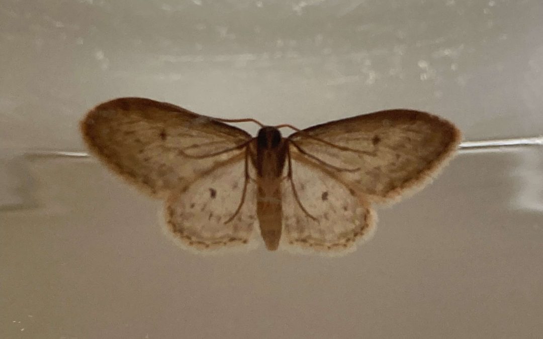 CHRYSALIS