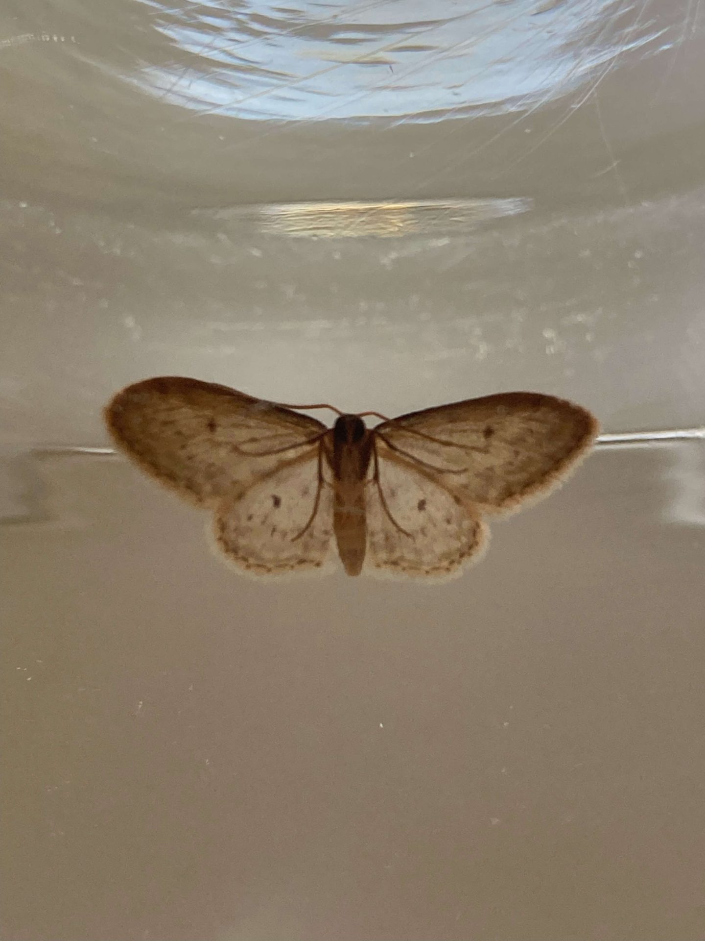 CHRYSALIS - Fjäril - Mia Skimmerstrand - Andlig Coach